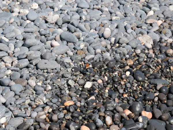 Маленький Метелик Сидить Скелях Морського Пляжу — стокове фото