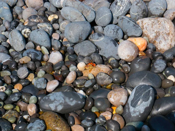 Μια Μικρή Πεταλούδα Κάθεται Στα Βράχια Της Παραλίας Της Θάλασσας — Φωτογραφία Αρχείου