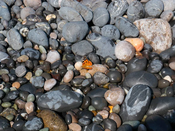 Una Piccola Farfalla Siede Sugli Scogli Della Spiaggia Del Mare — Foto Stock