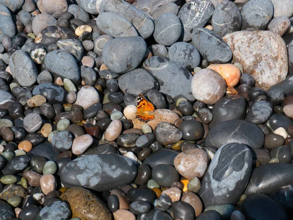 Een Kleine Vlinder Zit Rotsen Van Het Zeestrand — Stockfoto