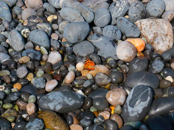 Μια Μικρή Πεταλούδα Κάθεται Στα Βράχια Της Παραλίας Της Θάλασσας — Φωτογραφία Αρχείου