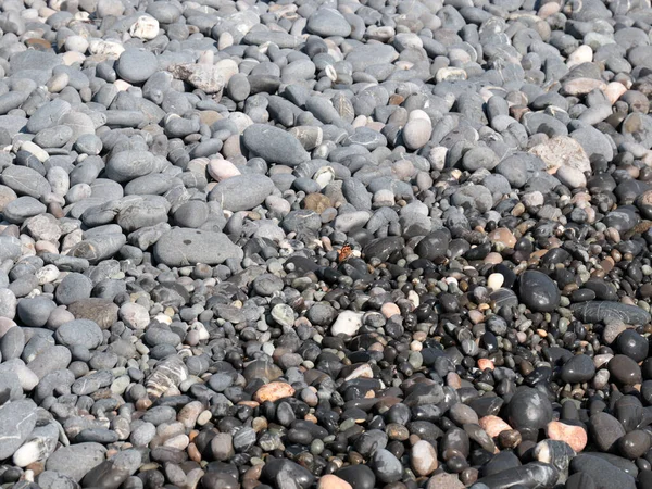 Una Piccola Farfalla Siede Sugli Scogli Della Spiaggia Del Mare — Foto Stock