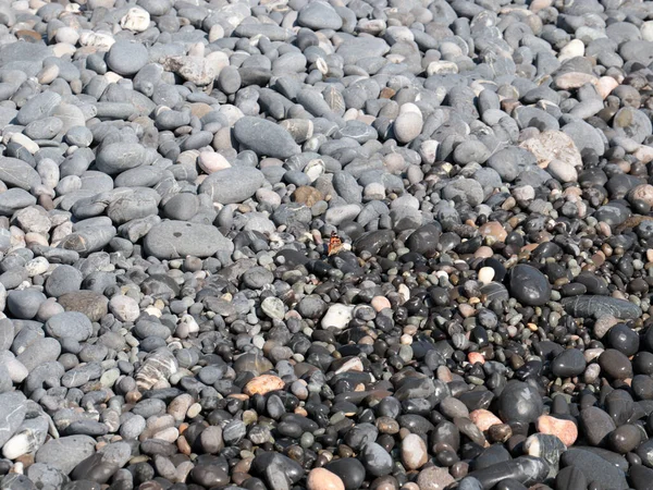 Una Pequeña Mariposa Sienta Las Rocas Playa Mar —  Fotos de Stock