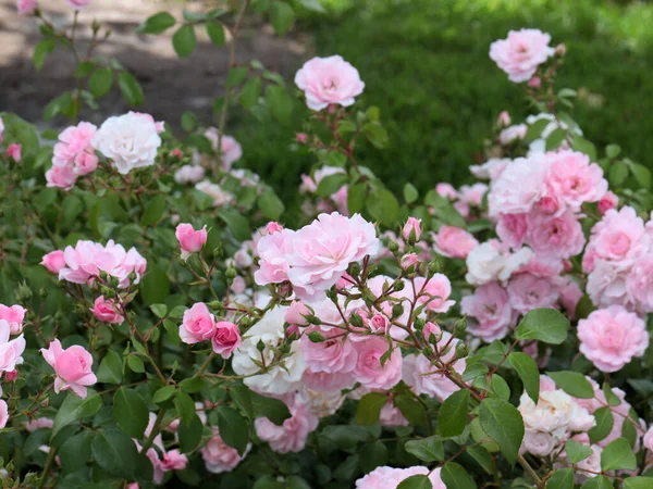 Belo Jardim Flores Aumentou Como Uma Decoração Uma Área Recreação — Fotografia de Stock