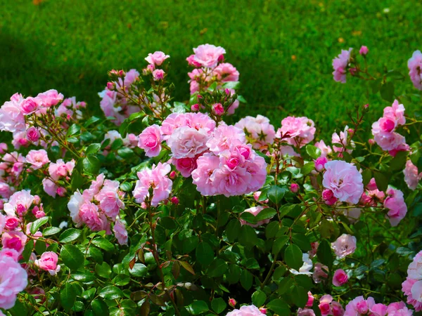 Belo Jardim Flores Aumentou Como Uma Decoração Uma Área Recreação — Fotografia de Stock