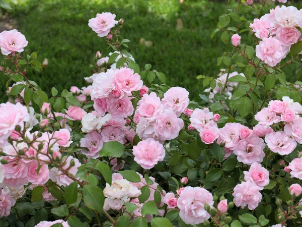 Schöner Blumengarten Rose Als Dekoration Eines Parks Erholungsgebiet — Stockfoto
