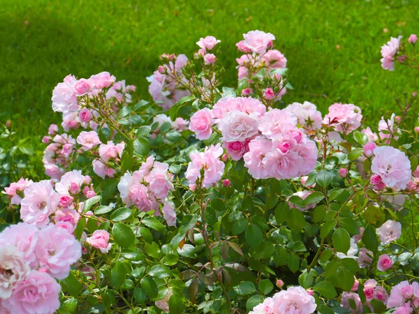 Belo Jardim Flores Aumentou Como Uma Decoração Uma Área Recreação — Fotografia de Stock