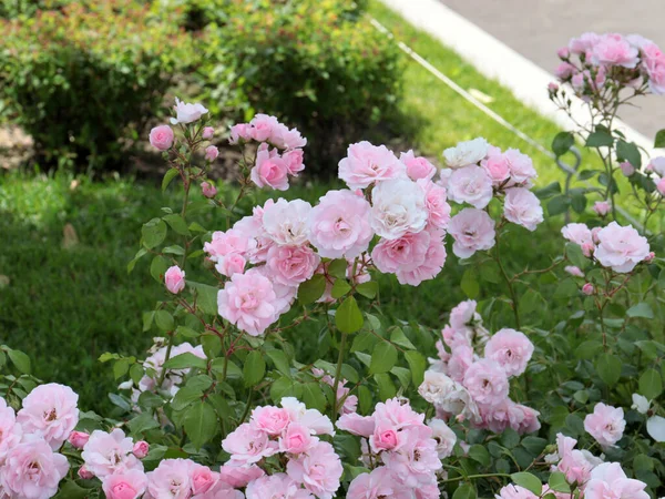 Красиві Квіти Садова Троянда Прикраса Паркової Зони Відпочинку — стокове фото