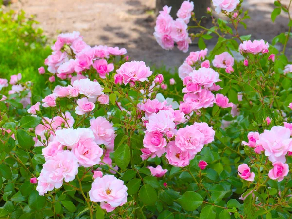 Красивые Цветы Сад Розы Качестве Украшения Парка Зоны Отдыха — стоковое фото