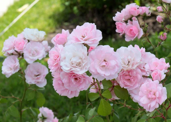 Красиві Квіткові Бруньки Піднялися Прикраса Паркової Зони — стокове фото