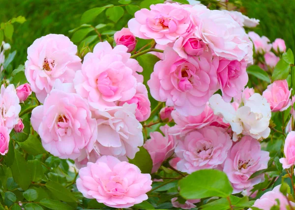 Beaux Bourgeons Floraux Rose Comme Décoration Zone Parc — Photo