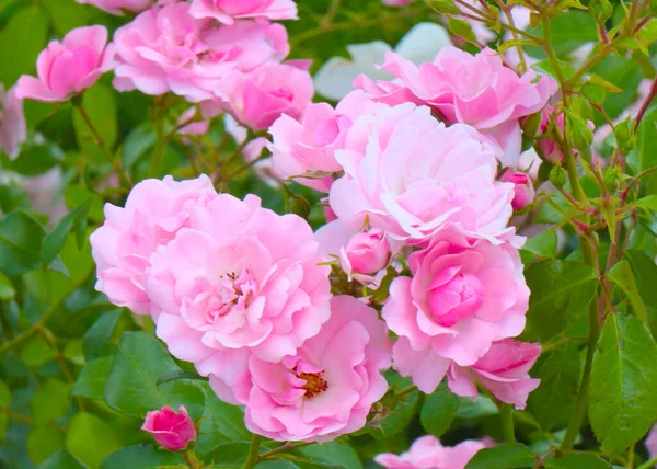 Красиві Квіткові Бруньки Піднялися Прикраса Паркової Зони — стокове фото
