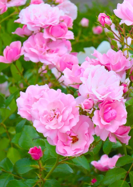 Όμορφα Μπουμπούκια Τριαντάφυλλο Διακόσμηση Του Χώρου Του Πάρκου — Φωτογραφία Αρχείου