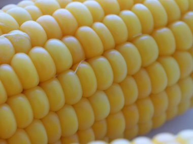 Nefis olgun mısır koçanları yemek için hazırlanır.