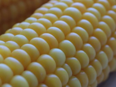 Nefis olgun mısır koçanları yemek için hazırlanır.