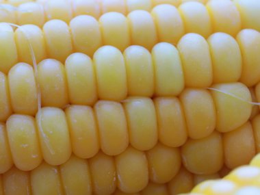 Nefis olgun mısır koçanları yemek için hazırlanır.