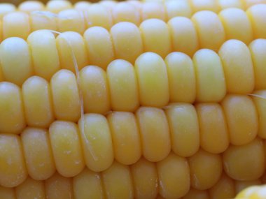 Nefis olgun mısır koçanları yemek için hazırlanır.