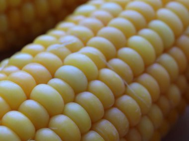 Nefis olgun mısır koçanları yemek için hazırlanır.