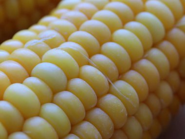 Nefis olgun mısır koçanları yemek için hazırlanır.