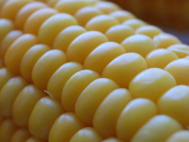 Nefis olgun mısır koçanları yemek için hazırlanır.