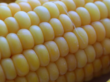 Nefis olgun mısır koçanları yemek için hazırlanır.