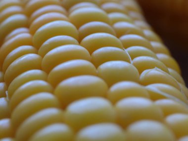 Nefis olgun mısır koçanları yemek için hazırlanır.