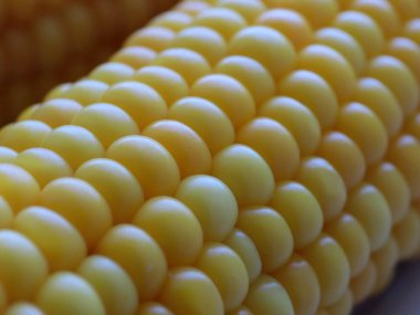 Nefis olgun mısır koçanları yemek için hazırlanır.