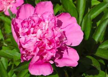 tomurcuk taze çiçek şakayığı Park sokağında