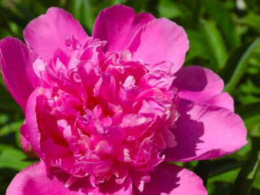 tomurcuk taze çiçek şakayığı Park sokağında