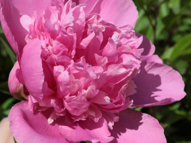 tomurcuk taze çiçek şakayığı Park sokağında