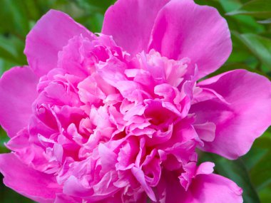 tomurcuk taze çiçek şakayığı Park sokağında