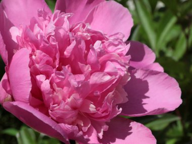 tomurcuk taze çiçek şakayığı Park sokağında