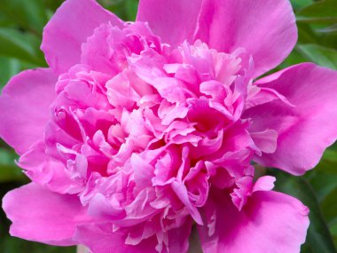 tomurcuk taze çiçek şakayığı Park sokağında