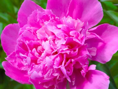 tomurcuk taze çiçek şakayığı Park sokağında