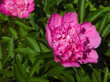 tomurcuk taze çiçek şakayığı Park sokağında