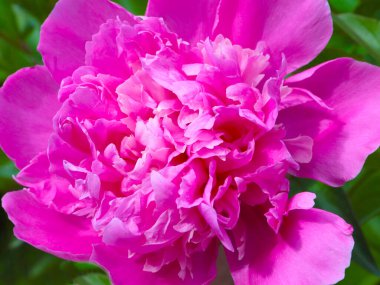 tomurcuk taze çiçek şakayığı Park sokağında