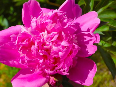 tomurcuk taze çiçek şakayığı Park sokağında