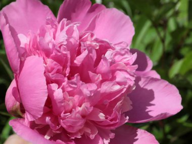 tomurcuk taze çiçek şakayığı Park sokağında