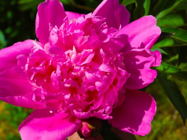 tomurcuk taze çiçek şakayığı Park sokağında