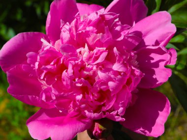 tomurcuk taze çiçek şakayığı Park sokağında