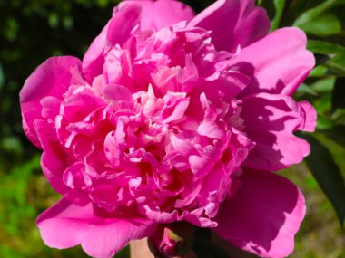 tomurcuk taze çiçek şakayığı Park sokağında