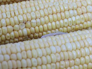 Hasattan sonra olgun mısırın kulakları