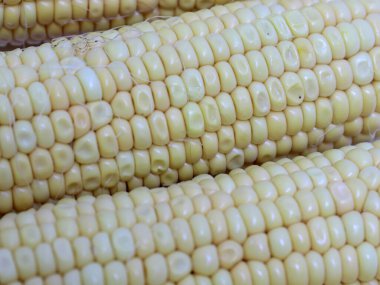 Hasattan sonra olgun mısırın kulakları