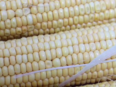 Hasattan sonra olgun mısırın kulakları