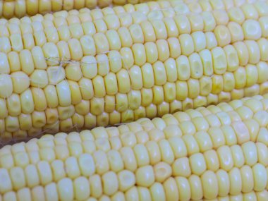 Hasattan sonra olgun mısırın kulakları