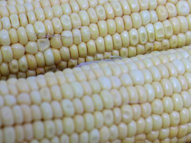 Hasattan sonra olgun mısırın kulakları