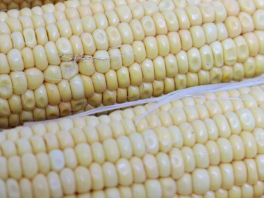 Hasattan sonra olgun mısırın kulakları