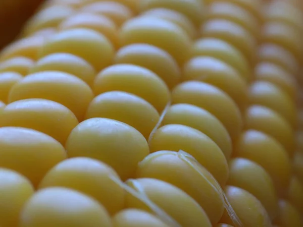 Mazorcas Maíz Maduras Preparadas Para Una Comida —  Fotos de Stock