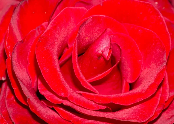 Fresh Garden Flower Scarlet Rose Alley — Stock Photo, Image