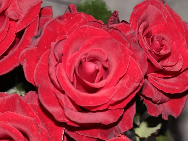 Jardin Frais Fleur Écarlate Rose Sur Allée — Photo